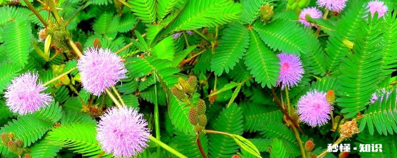 含羞草有毒吗 含羞草有没有毒