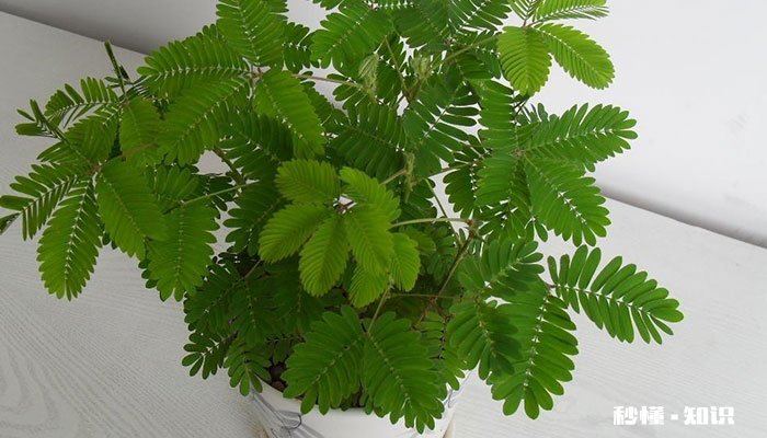 含羞草有毒吗 含羞草有没有毒