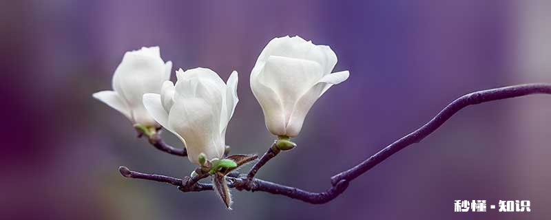 白玉兰花语 白玉兰花语是什么