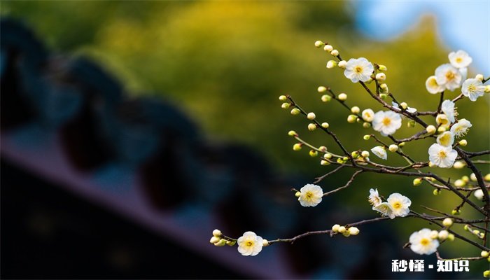 开花的树有哪些 哪些树会开花