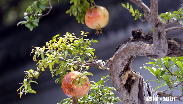 石榴盆景怎么修剪 石榴盆景的修剪方法
