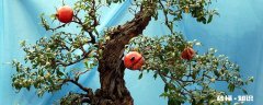 石榴盆景怎么修剪 石榴盆景的修剪方法