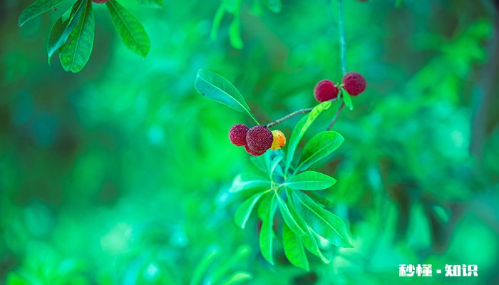 果树花期施什么肥 果树花期施哪些肥