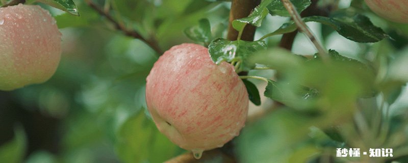 果树花期施什么肥 果树花期施哪些肥