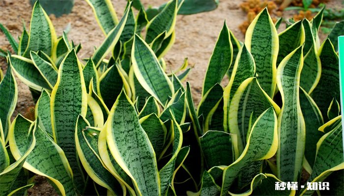 虎皮兰施什么肥 虎皮兰怎么施肥