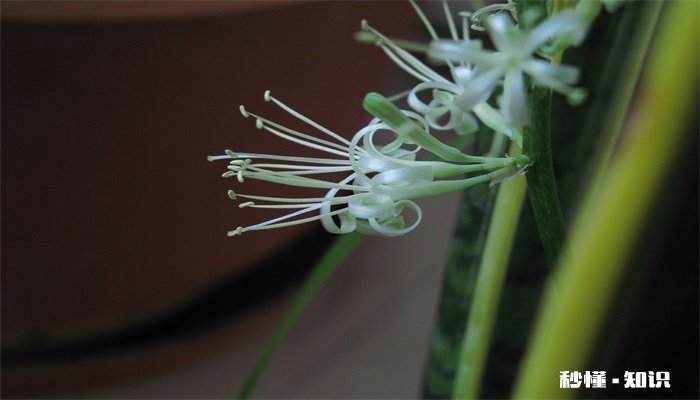 虎皮兰施什么肥 虎皮兰怎么施肥