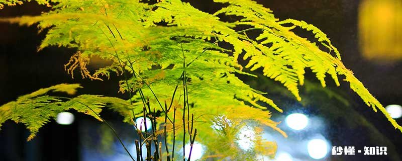 文竹叶子发黄怎么修剪 文竹叶子发黄的修剪方法