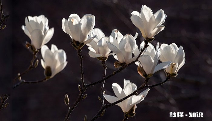 玉兰花什么时候开 玉兰花的开花时间