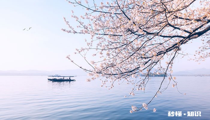 樱花树怎么修剪 樱花树的修剪方法