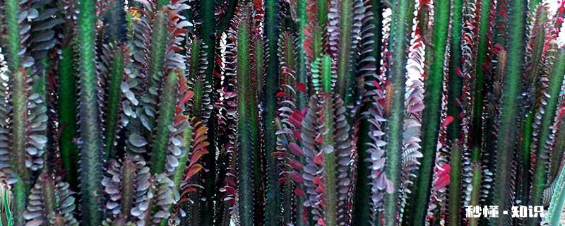 龙骨怎么修剪 龙骨的修剪方法