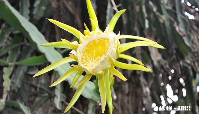 龙骨怎么修剪 龙骨的修剪方法