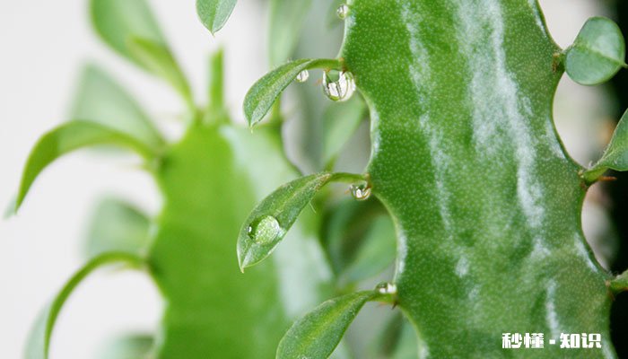 龙骨怎么修剪 龙骨的修剪方法