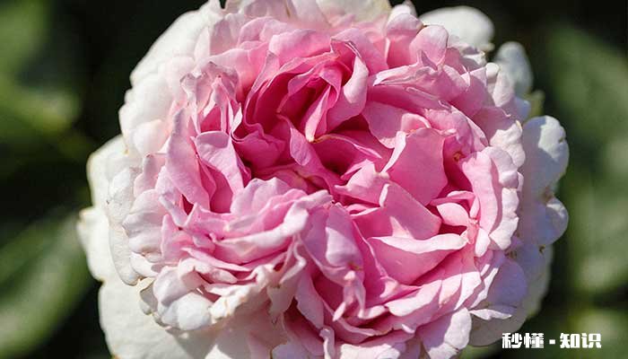 芍药花语 芍药花语是什么