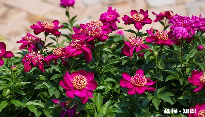 芍药花语 芍药花语是什么