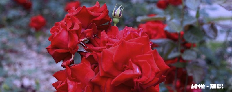 玫瑰花有哪些特点 玫瑰花的特点