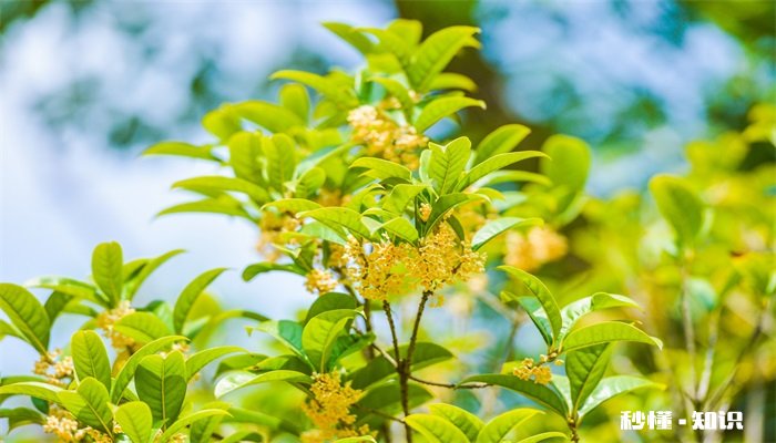 桂花树怎么修剪 桂花树的修剪方法