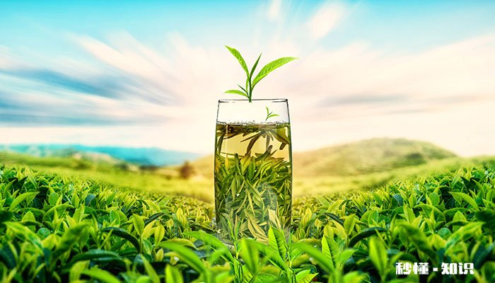 信阳毛尖属于什么茶 信阳毛尖属于什么茶类