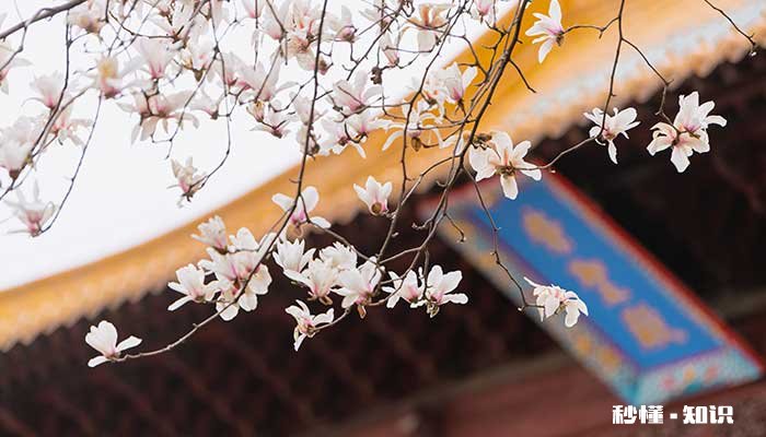 玉兰花语 玉兰花语是什么