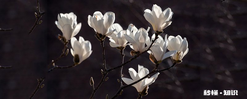 玉兰花语 玉兰花语是什么