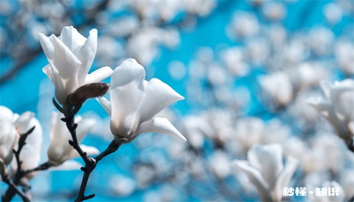 玉兰花语 玉兰花语是什么