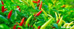 辣椒不能施什么肥 辣椒不能施的肥