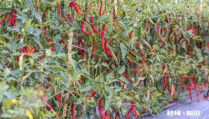 辣椒不能施什么肥 辣椒不能施的肥