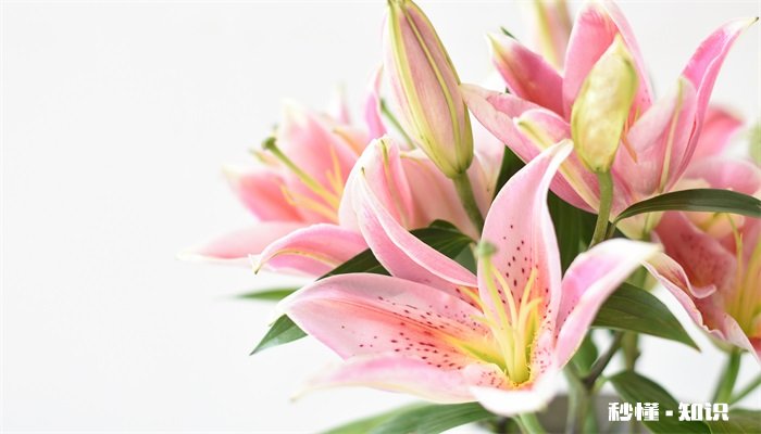 香水百合的养殖方法和注意事项 香水百合的养殖方法