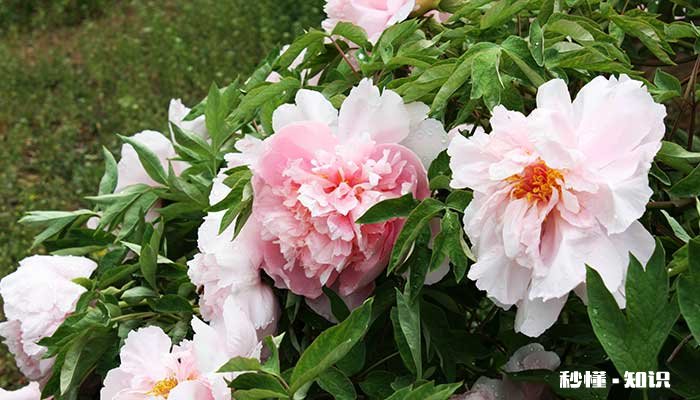 牡丹的养殖方法和注意事项 牡丹的养殖方法和注意事项有哪些