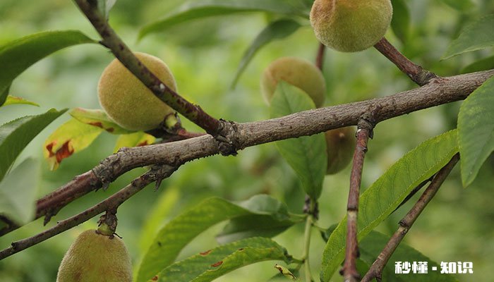 桃树怎么修剪 桃树的修剪方法