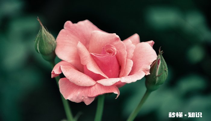 切花月季怎么修剪 切花月季的修剪方法