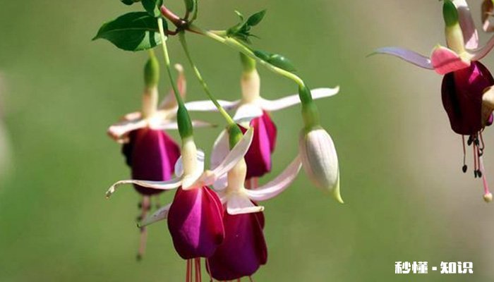 倒挂金钟怎么修剪 倒挂金钟的修剪方法