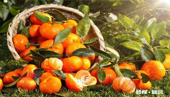 吃橘子上火吗 吃橘子上不上火