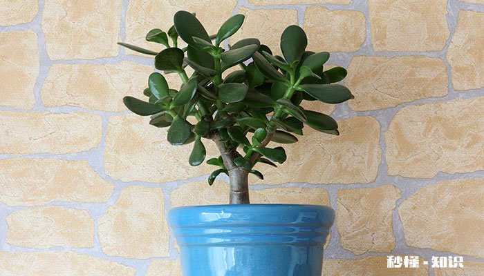 金钱榕的养殖方法和注意事项 金钱榕的养殖方法