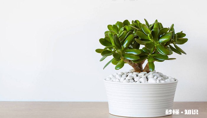 金钱榕的养殖方法和注意事项 金钱榕的养殖方法