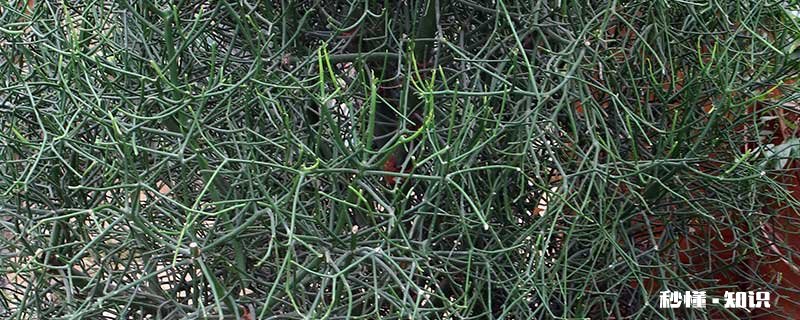 光棍树太高了怎么修剪 光棍树太高如何修剪