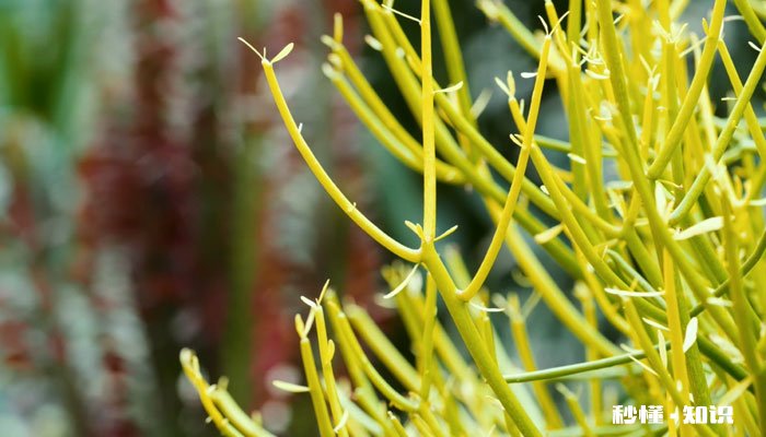 光棍树太高了怎么修剪 光棍树太高如何修剪
