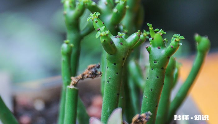 光棍树太高了怎么修剪 光棍树太高如何修剪