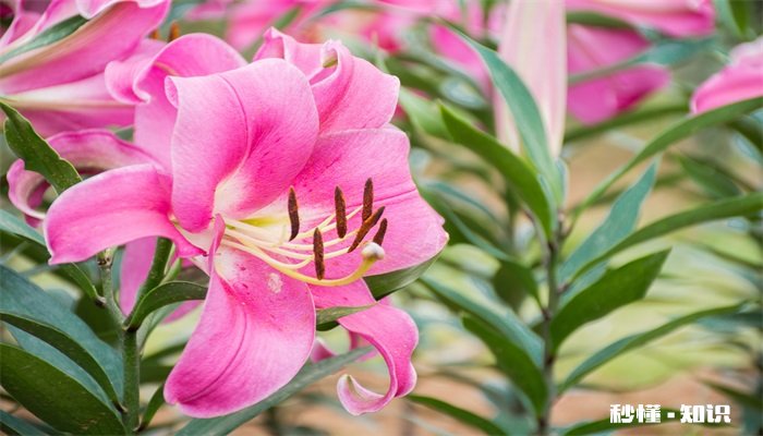 百合花花语 百合花花语是什么