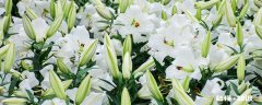百合花花语 百合花花语是什么