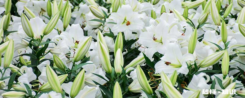 百合花花语 百合花花语是什么