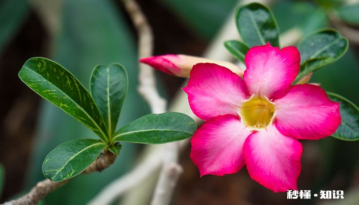 沙漠玫瑰的养殖方法和注意事项 沙漠玫瑰的养殖方法