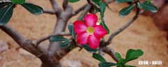 沙漠玫瑰的养殖方法和注意事项 沙漠玫瑰的养殖方法