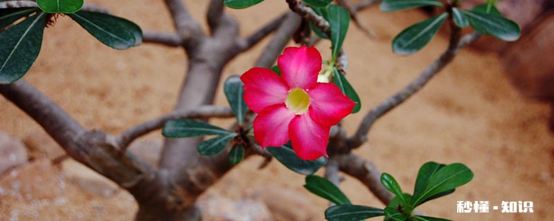 沙漠玫瑰的养殖方法和注意事项 沙漠玫瑰的养殖方法