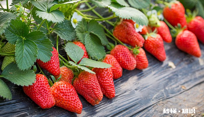 草莓施什么肥 草莓怎么施肥