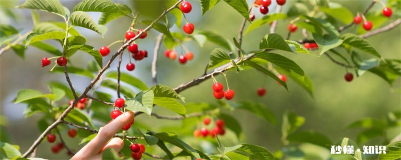 樱桃树怎么修剪 樱桃树的修剪方法