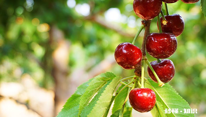 樱桃树怎么修剪 樱桃树的修剪方法