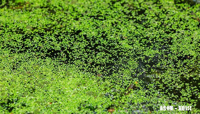 水生植物有哪些 水生植物的分类