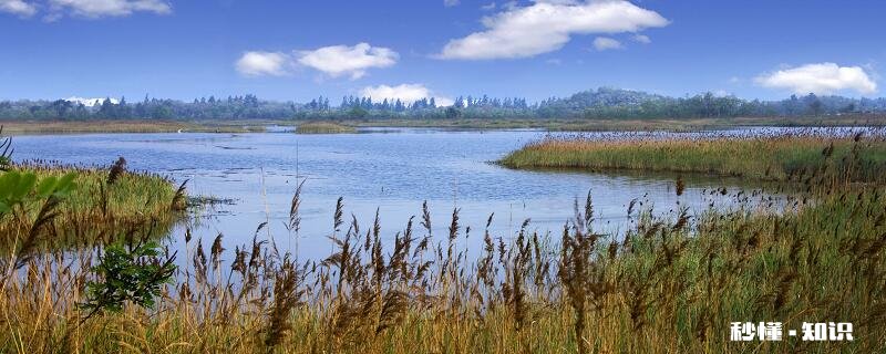 水生植物有哪些 水生植物的分类