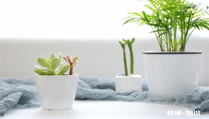 多肉植物的养殖方法和注意事项 多肉植物的养殖方法和注意事项有哪些