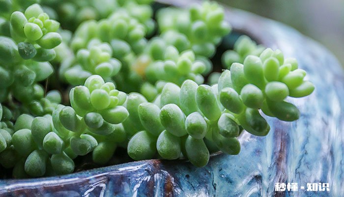 多肉植物的养殖方法和注意事项 多肉植物的养殖方法和注意事项有哪些